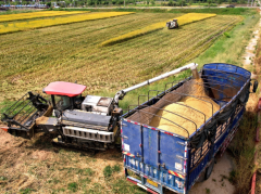 企石镇南坑村的197亩早稻正式收割