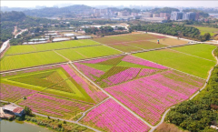 企石镇百亩花海迎新轮种植，预计春节绽放